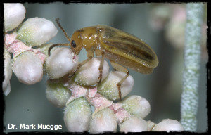 tamariskbeetle 2