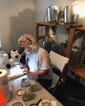 SalviniaWeevil_lab