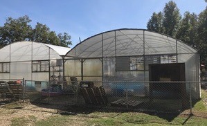 SalviniaWeevil_rearing_facility