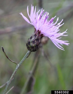 spotted knapweed flowerhead