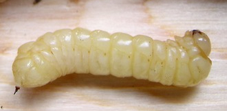 sirex woodwasp larva sirex woodwasp larva