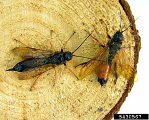 sirex woodwasps