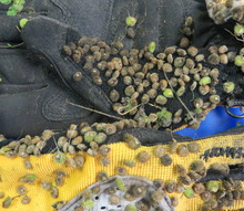Cynoglossum_creticum_mericarps_stuck to gloves