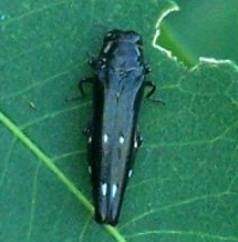 soapberry borer