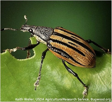 weevil 2