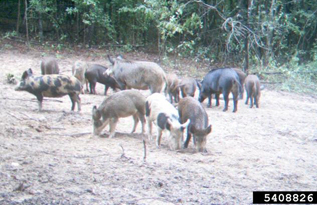 wild hog