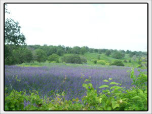 Blueweed 2