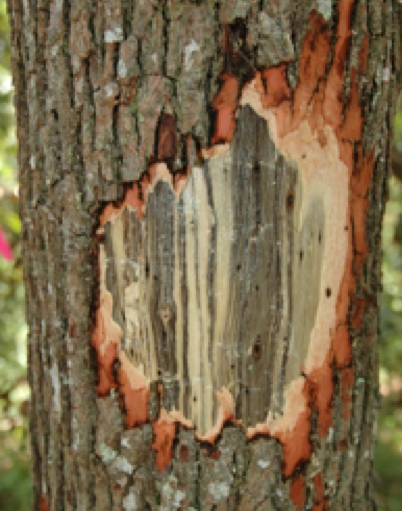 Laurel wilt stained wood