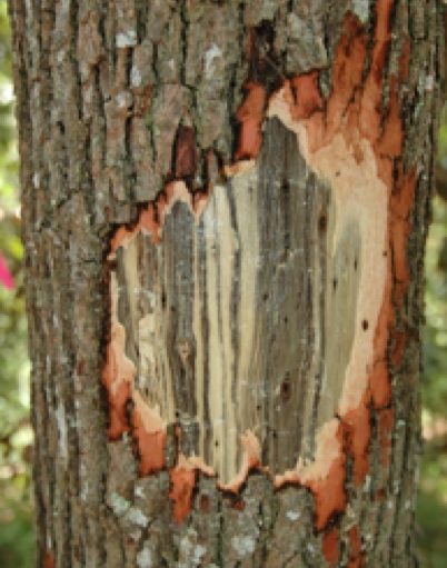Laurel wilt stained wood Laurel wilt stained wood
