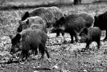 hogs1