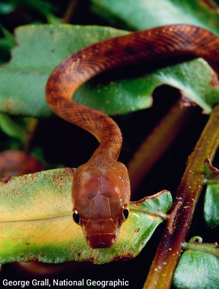 brown-snakes-poisoned-mice-aspirin_26569_600x450