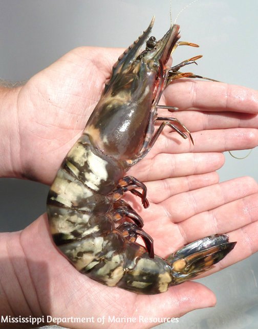 tigershrimp 3
