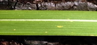cogongrass leaf stripe cogongrass leaf stripe