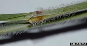cogongrass leafhairs cogongrass leafhairs
