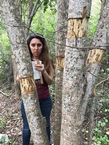Collecting data on girdled glossy privet