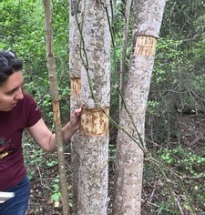 Examining girdled glossy privet for regrowth