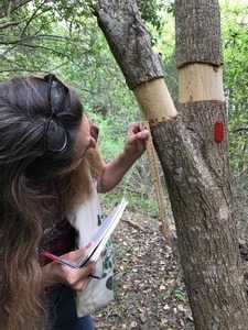 collecting data on girdled glossy privet