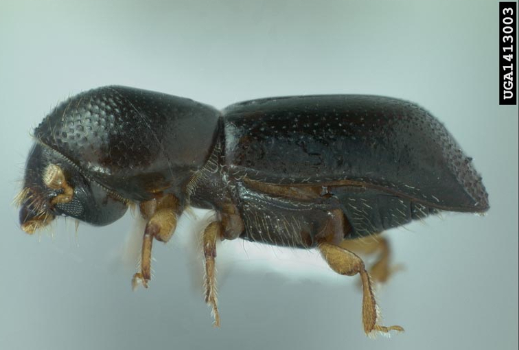 red bay ambrosia beetle
