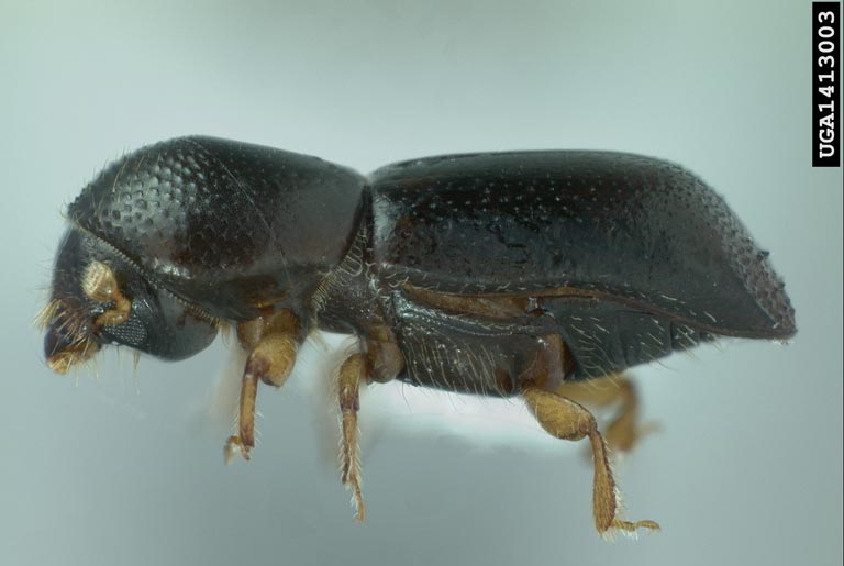 red bay ambrosia beetle red bay ambrosia beetle