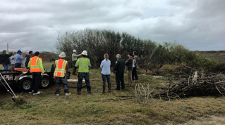 removing Brazilian peppertree in Port Aransas Feb 2017 - 1 removing Brazilian peppertree in Port Aransas Feb 2017 - 1