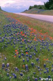 roadside-bluebonnets