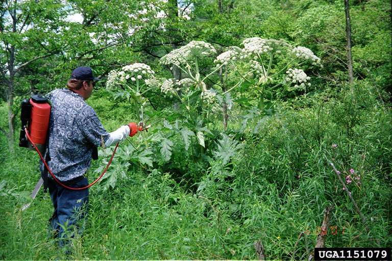 giant hogweed. Terry English. USDA APHIS PPQ