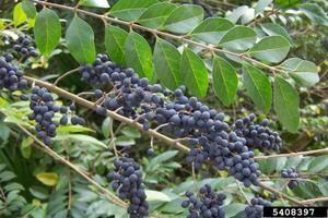 LISI leaves and fruit