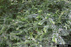 LISI shrub