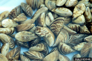 zebra_mussel zebra_mussel