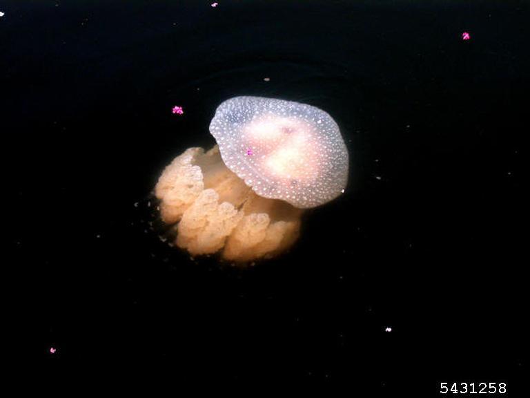 Australian spotted jellyfish