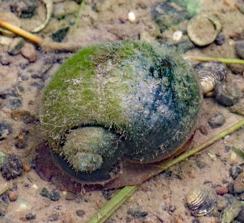 Adult Apple Snail