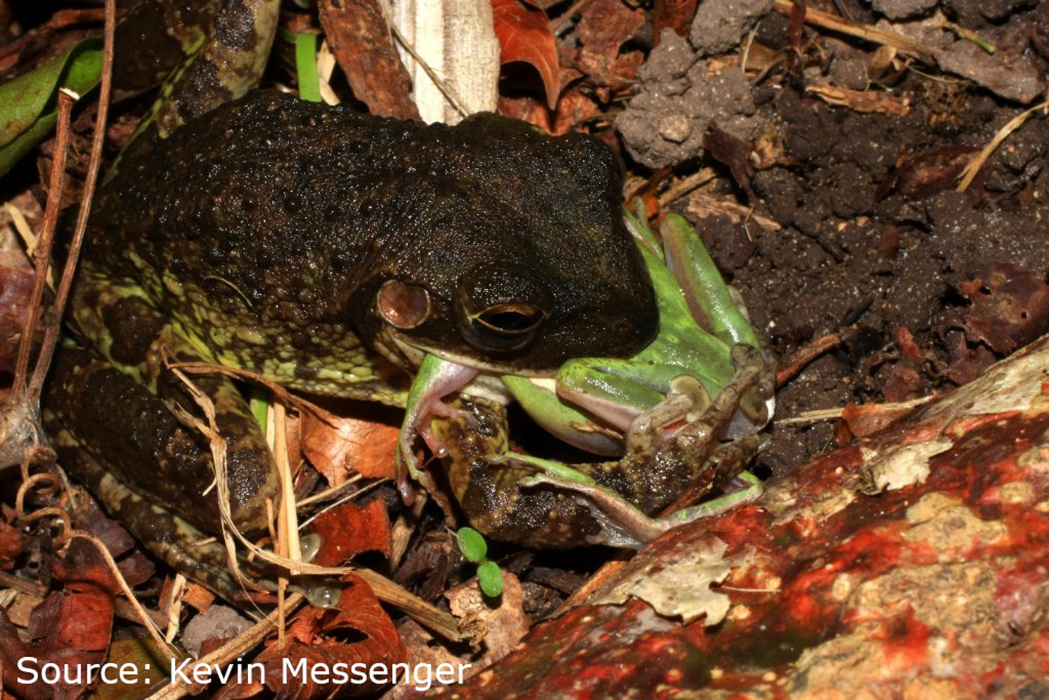 cuban tree frog eating native