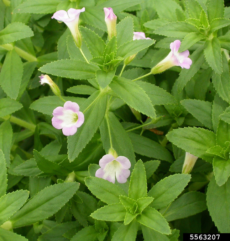 emergent limnophila