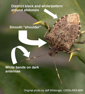 Halymorpha_halys__Brown_marmorated_stink_bug_helpful_diagram 2