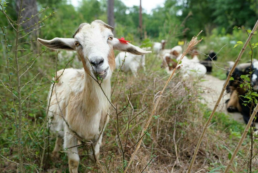goat eating veg