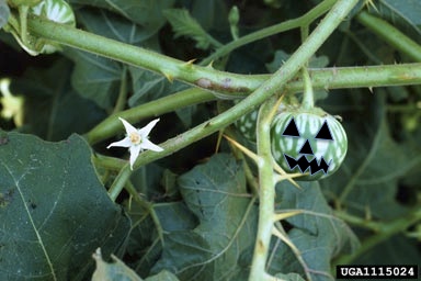 soda_apple_jack_o'lantern1
