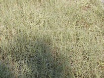 which grass?