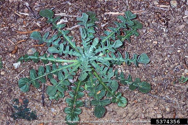 malta star-thistle foliage