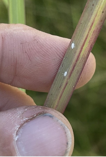 mealybugs on damaged grass blade