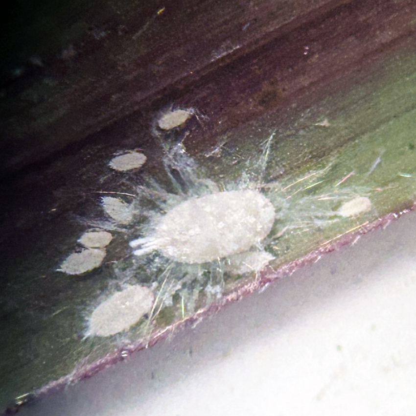 mealybugs