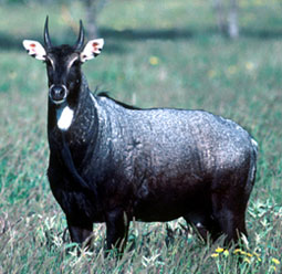 Nilgai_antelope