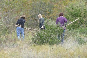 pulling privet toward the brush pile