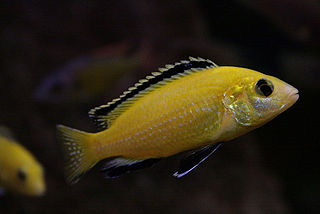 Labidochromis_caeruleus_(male)
