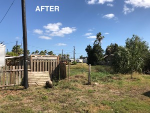 cutting_Brazilian_peppertree-after
