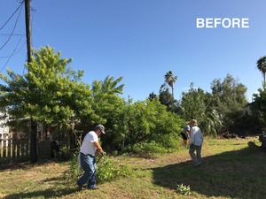 cutting_Brazilian_peppertree-before