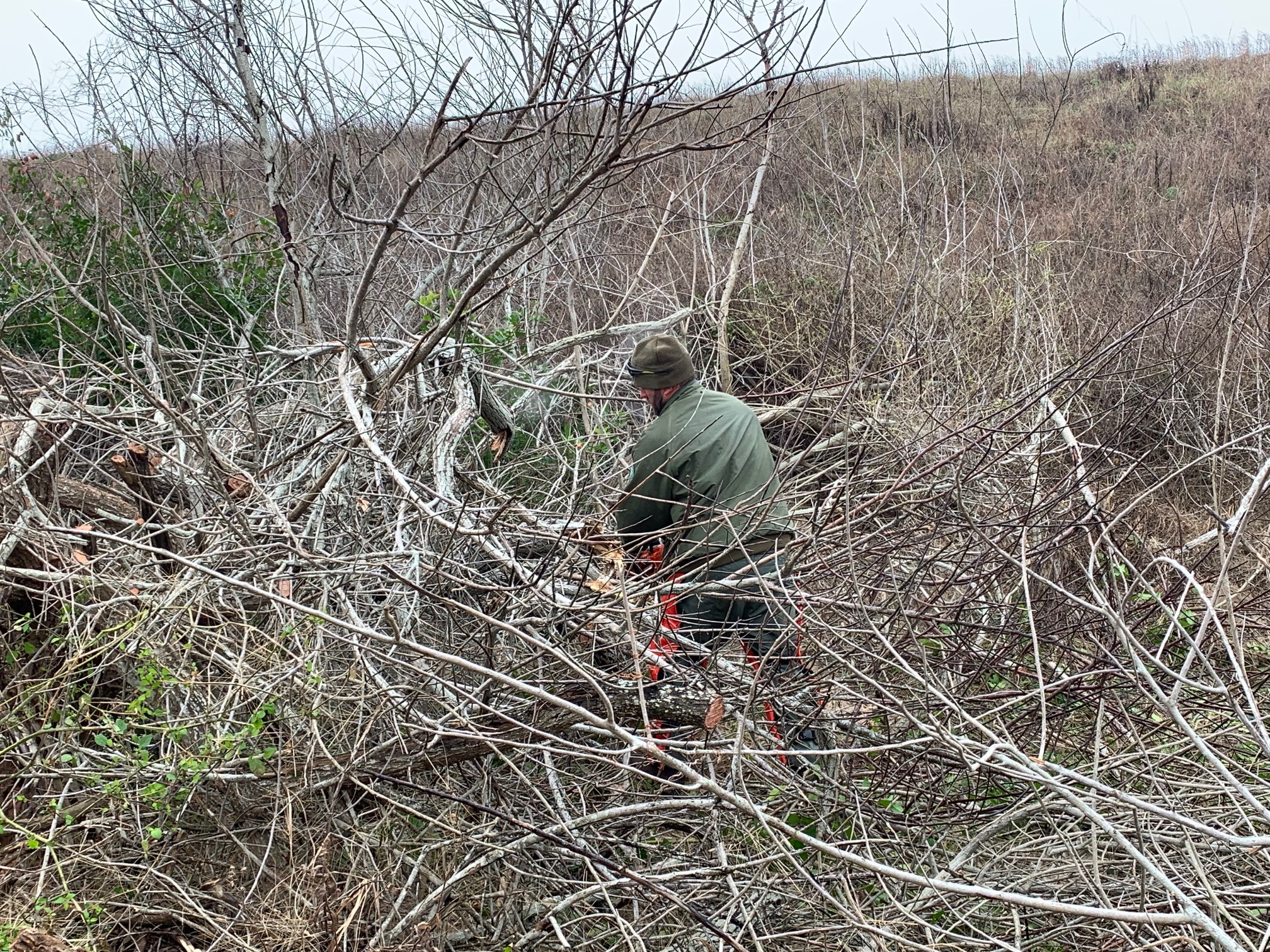 man cutting down Brazilian pepper tree