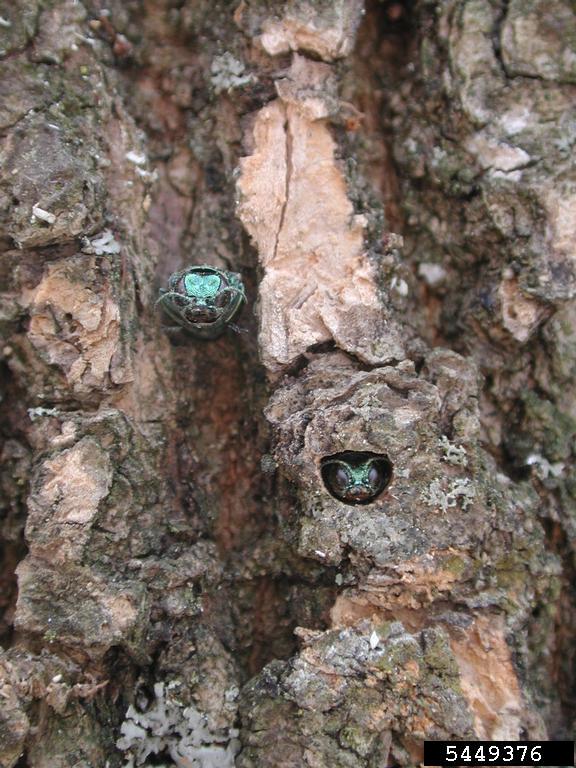 emerald ash borer peeking from ash tree. Debbie Miller. USDA Forest Service