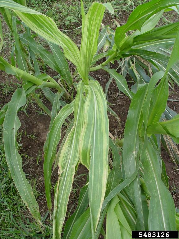 philippine downy mildew. Bob Kemerait. University of Georgia