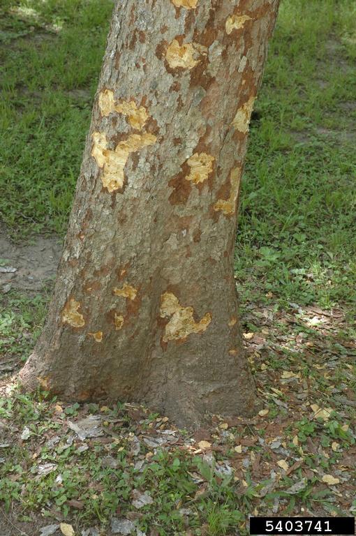 soapberry borer damage. Ronald F. Billings. Texas A and M Forest Service