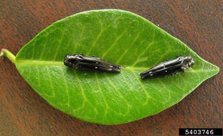 soapberry borer. Ronald F. Billings. Texas A and M Forest Service